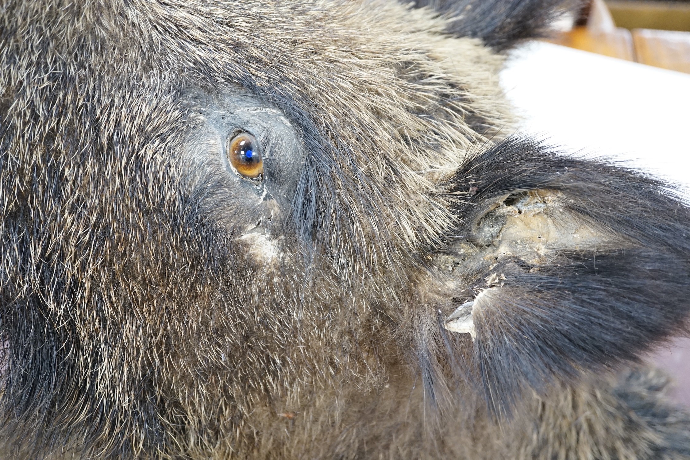 A mounted taxidermic boar's head wall trophy on wood back plate, height 64cm